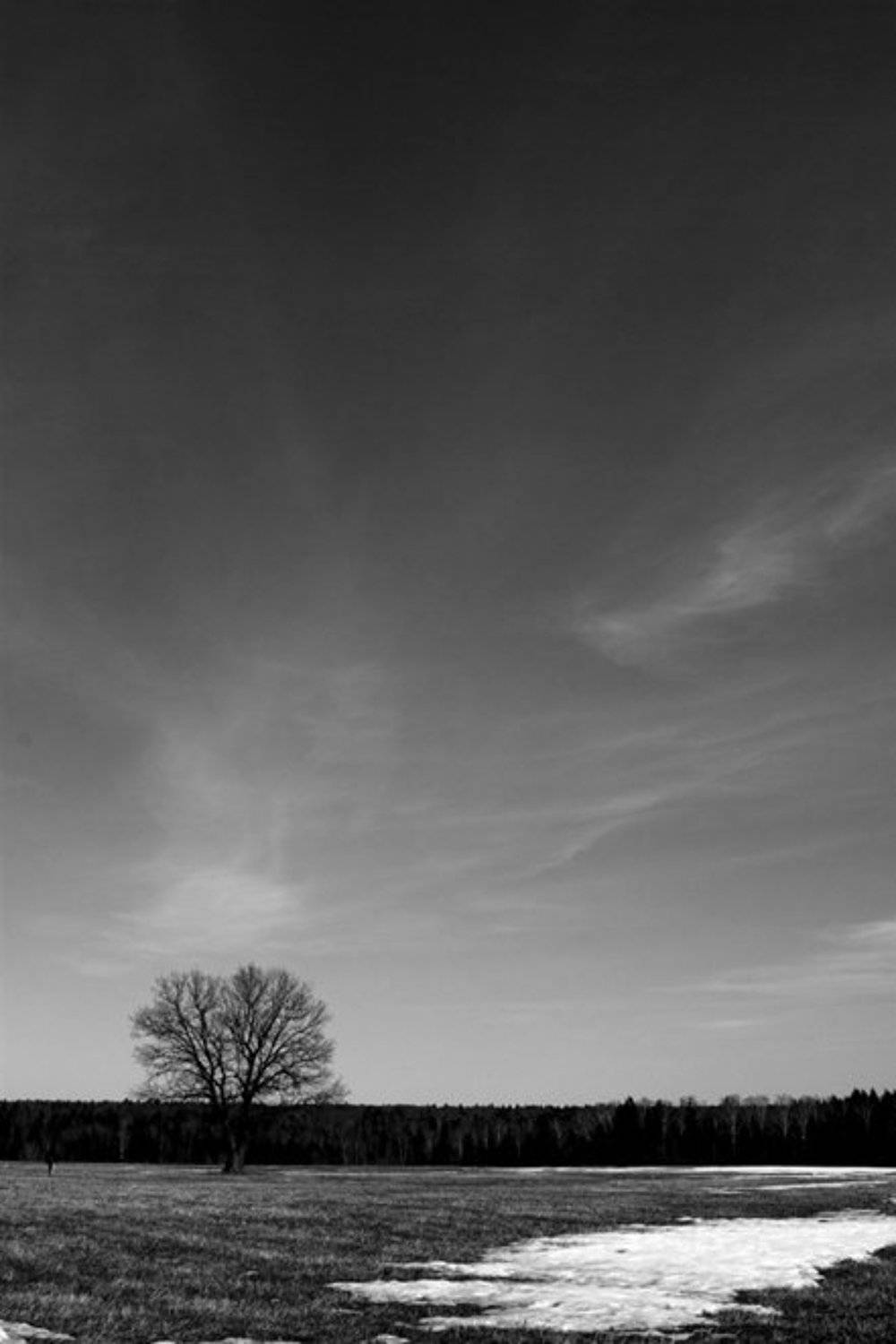 дерево, воскресенье, человек, поле, Vincent