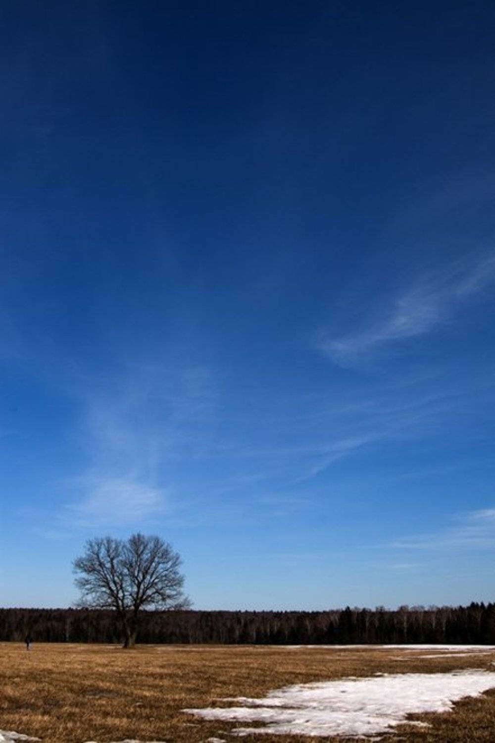 дерево, воскресенье, человек, поле, Vincent