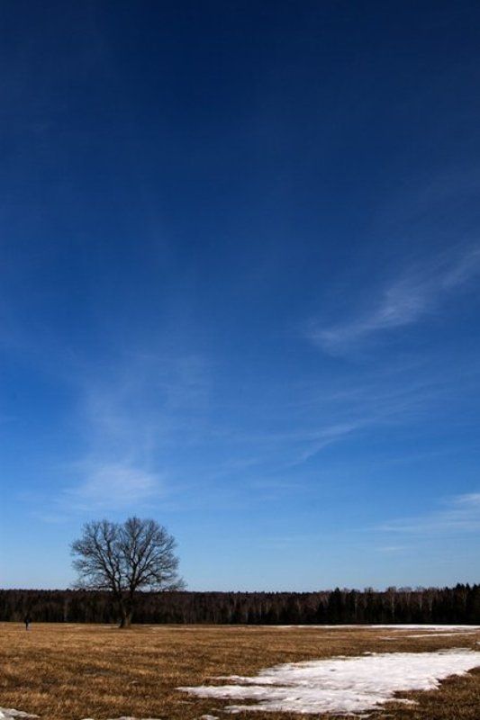 дерево, воскресенье, человек, поле *** фото превью