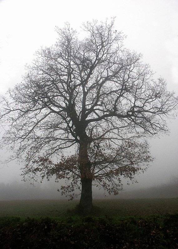 дерево, природа, туман, Александр Цабель