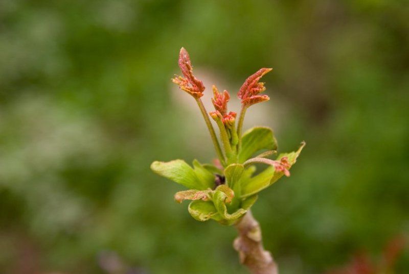 igalsc New Life III фото превью