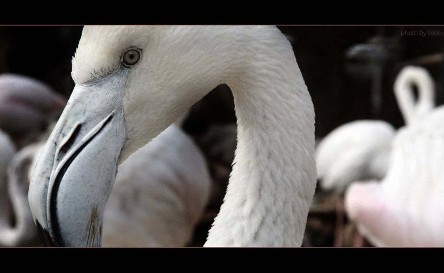 flamingo, SouL