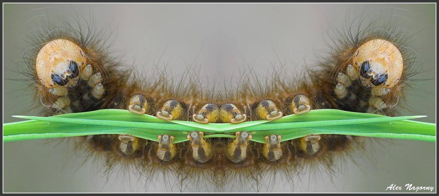 макро, фото, насекомые, гусеница, травяной коконопряд, smile, смайлик, улыбка, юмор, 1 апреля, хорошее настроение, ФотоМаньяк