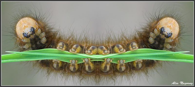 макро, фото, насекомые, гусеница, травяной коконопряд, smile, смайлик, улыбка, юмор, 1 апреля, хорошее настроение :) фото превью