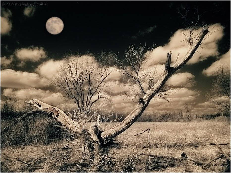 ик, жанр, infrared, инфракрасный, инфракрасное, pilgrim, hoya r72, minolta dimage 7, Pilgrim