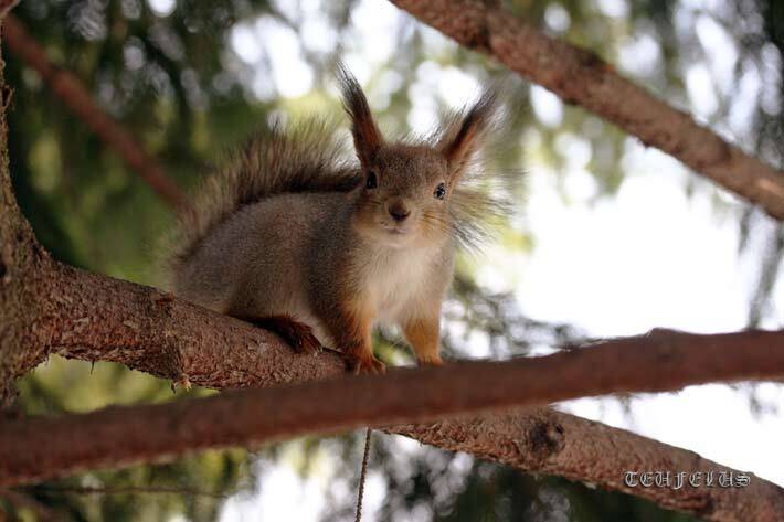 белка, непричёсанная, Teufelus