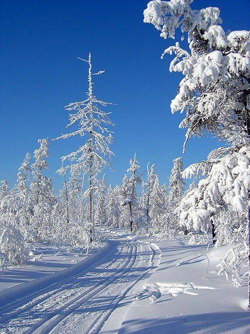 зима,тайга,лыжня,заполярье, Солодухин Виктор