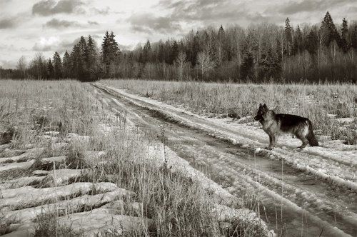 Собачий выбор