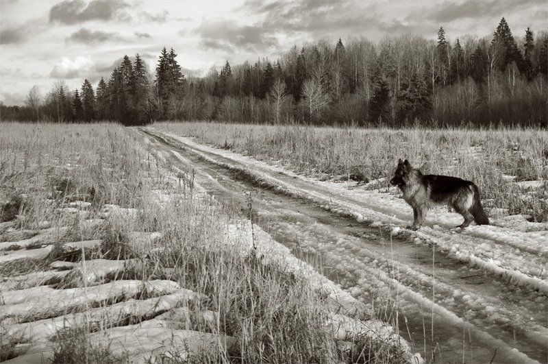 немецкая овчарка,дорога,лед,деревья Собачий выбор фото превью