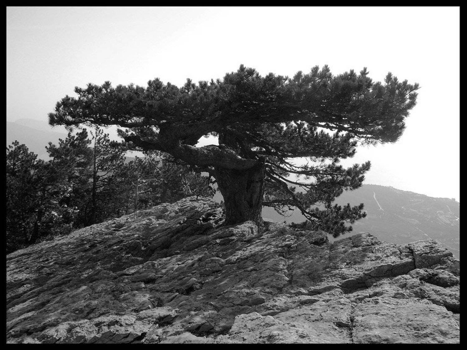 дерево, скала, Angel-b