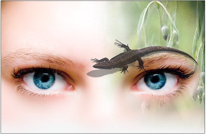 глаза, ящерка, природа ящерка фото превью