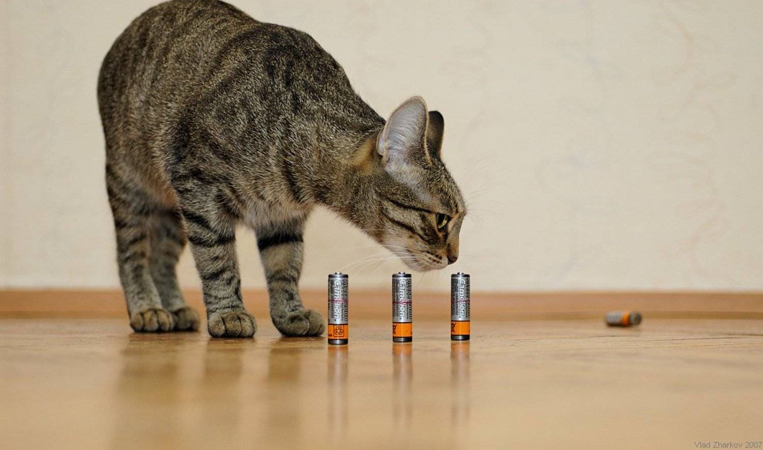 , Владислав Жарков