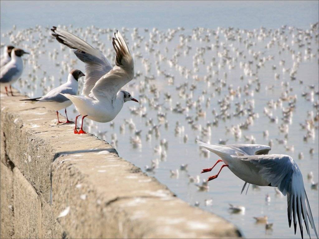 чайка, джонатан, ливингстон, jonathan, livingston, seagull, море, искусство, полёт, аллегория, душа, Pashis Пашис Андрей