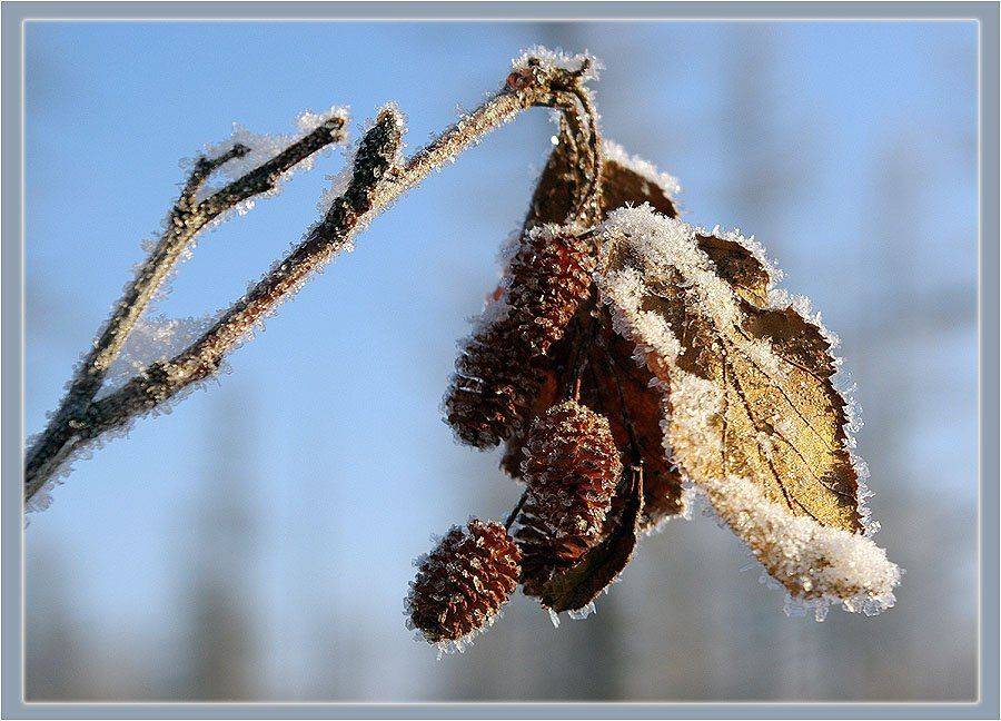 ольха, Солодухин Виктор