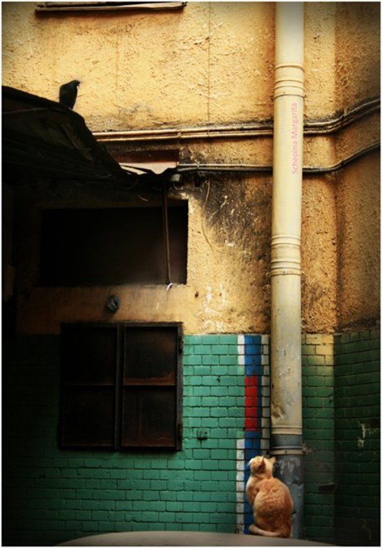 кот. голубь, непонимание Тркдности понимания. Кошкин двор #1 фото превью