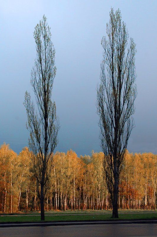 2007 май, пасмурный вечер, небо, берёзы, тополя Хмурый май фото превью