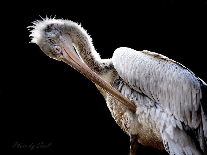 grey pelican Pelican фото превью