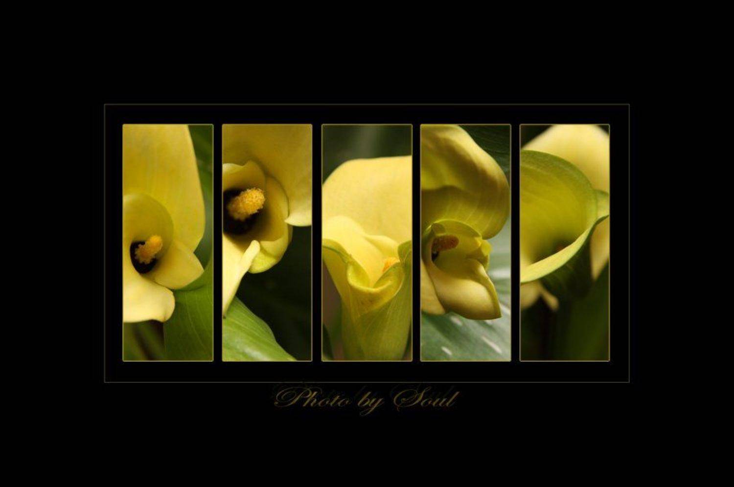 yellow zantedeschia, SouL