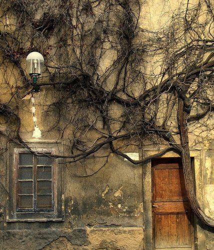 Дерево и дверь.