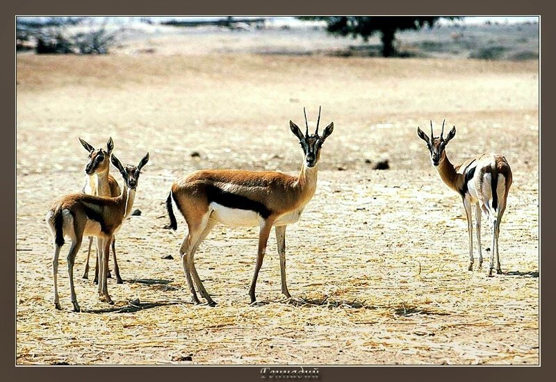 сафари Ну сфотографируй нас фотограф фото превью