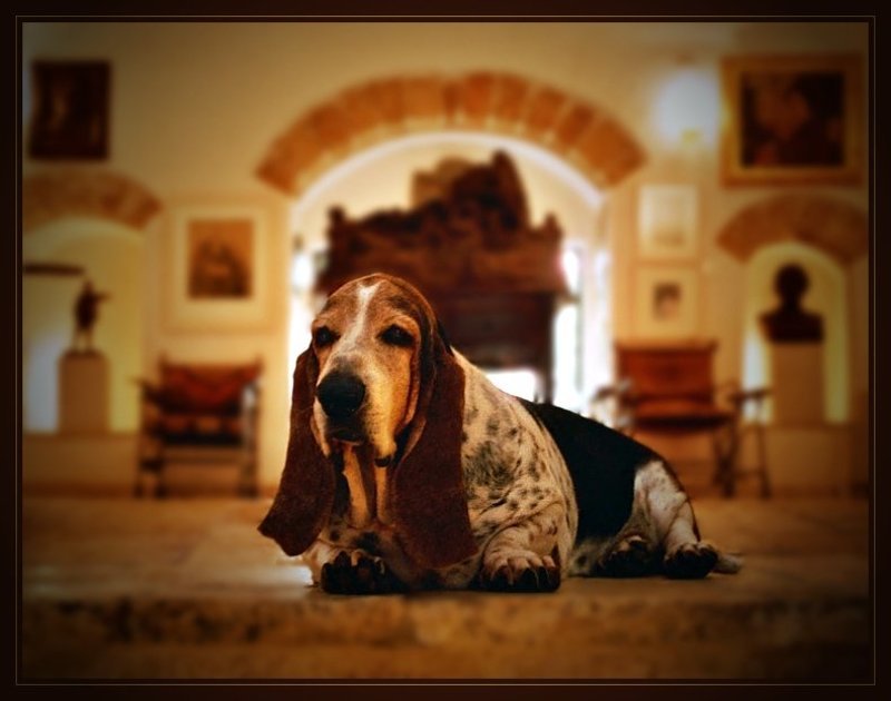 знакомый мой Клод фото превью