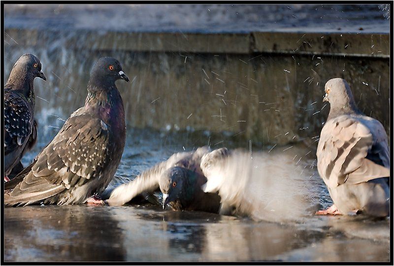 голуби Учимся плавать! фото превью