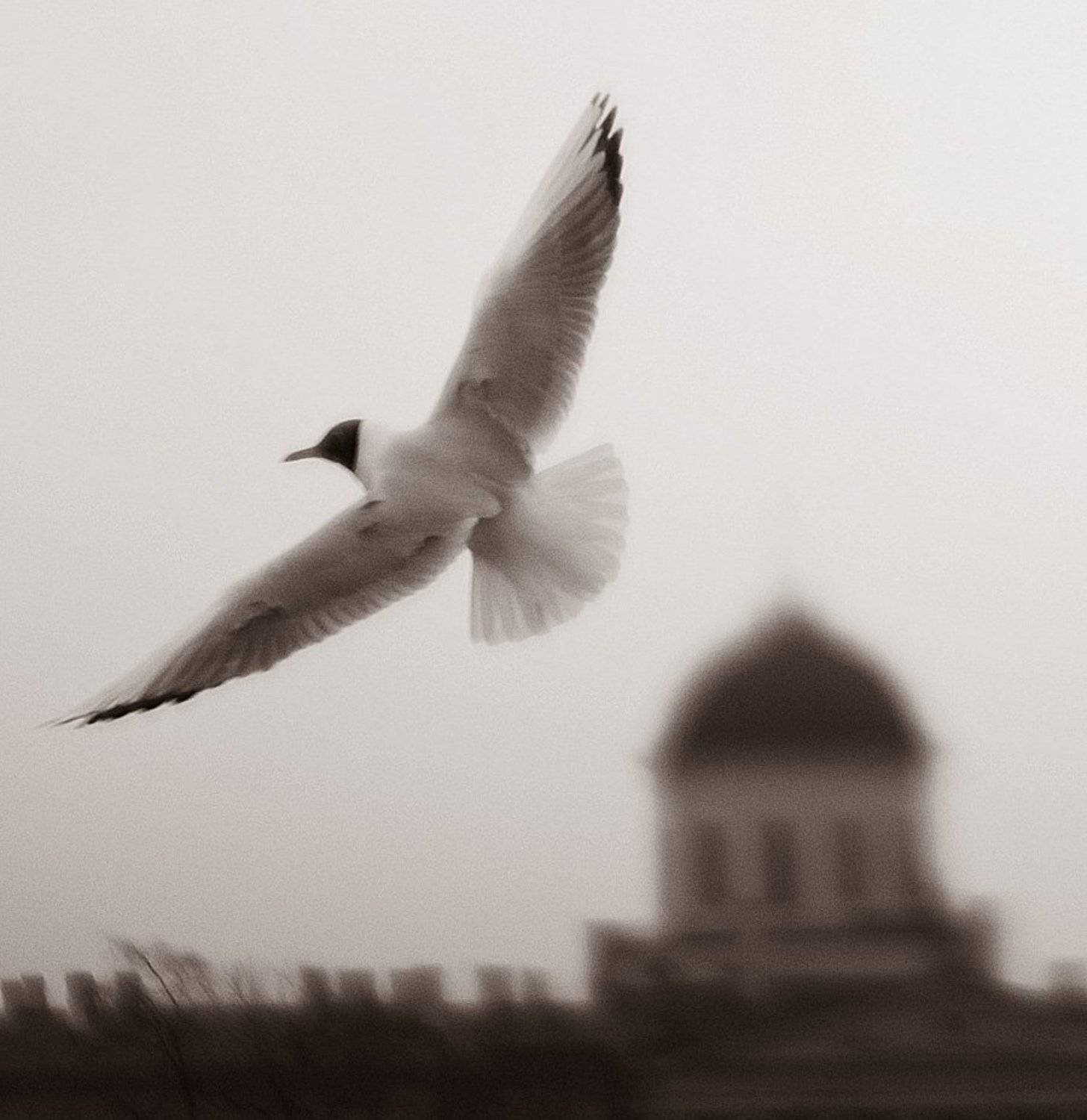 чайка,купол, Евгений Пугачев.