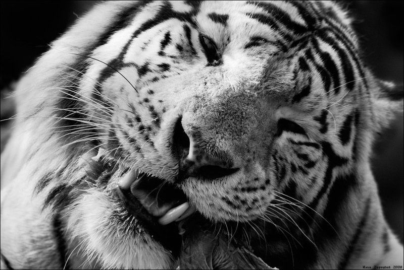 седеющий, царь, зимы Седеющий Царь зимы фото превью