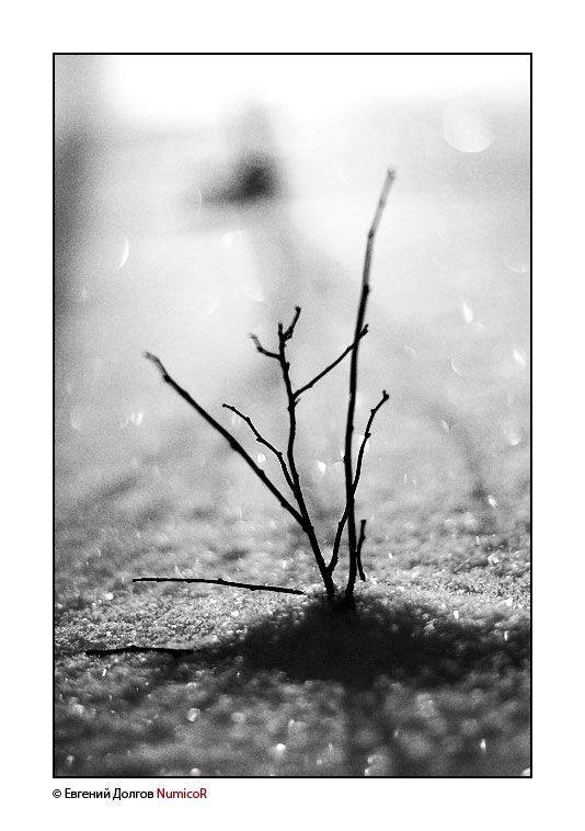 зима, чб, столбы, снег, веточки, дерево, куст, Евгений Долгов NumicoR