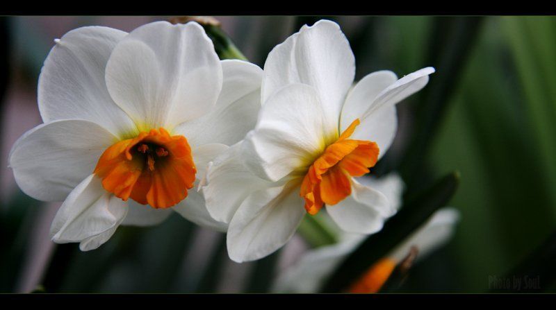 нарциссы Нарциссы фото превью