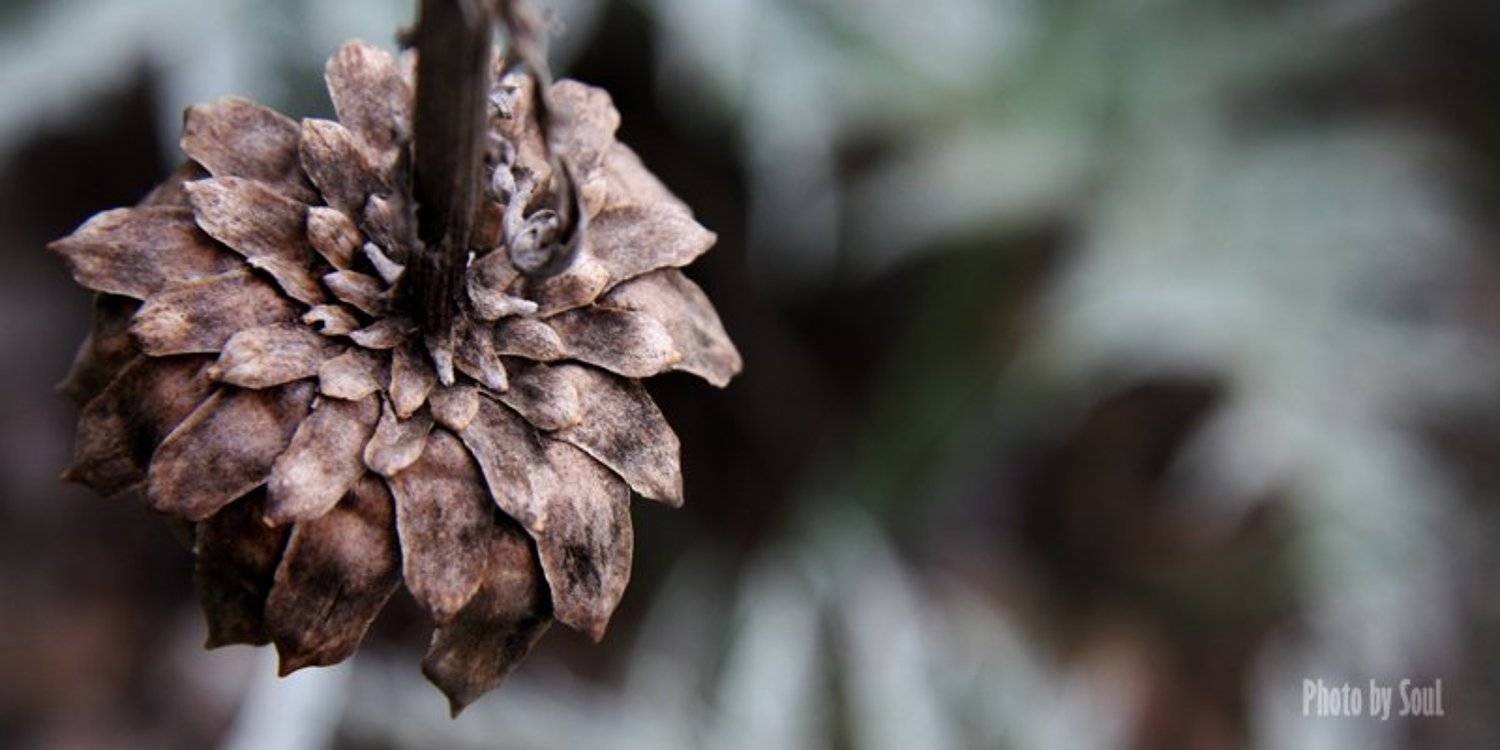 чертополох, SouL