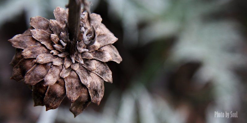 чертополох Missing of last summer фото превью