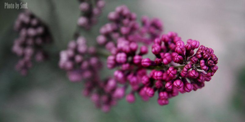 сирень сирень фото превью