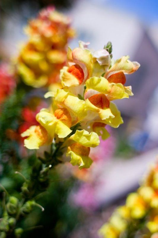 igalsc *** фото превью