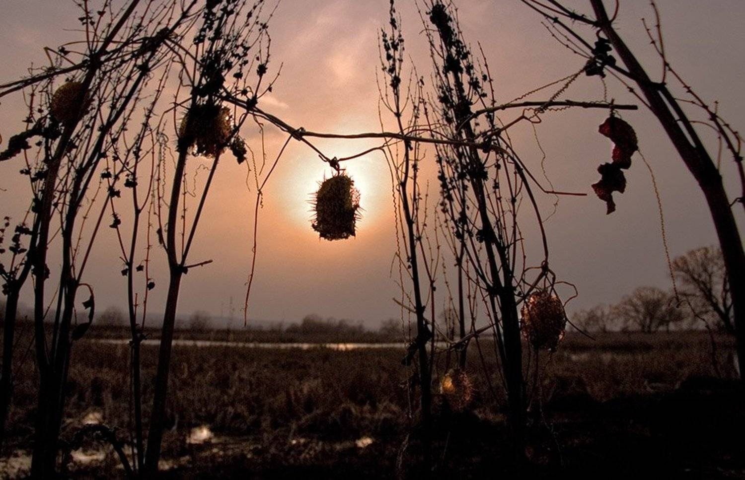 закат, природа, сеньково, wizzard