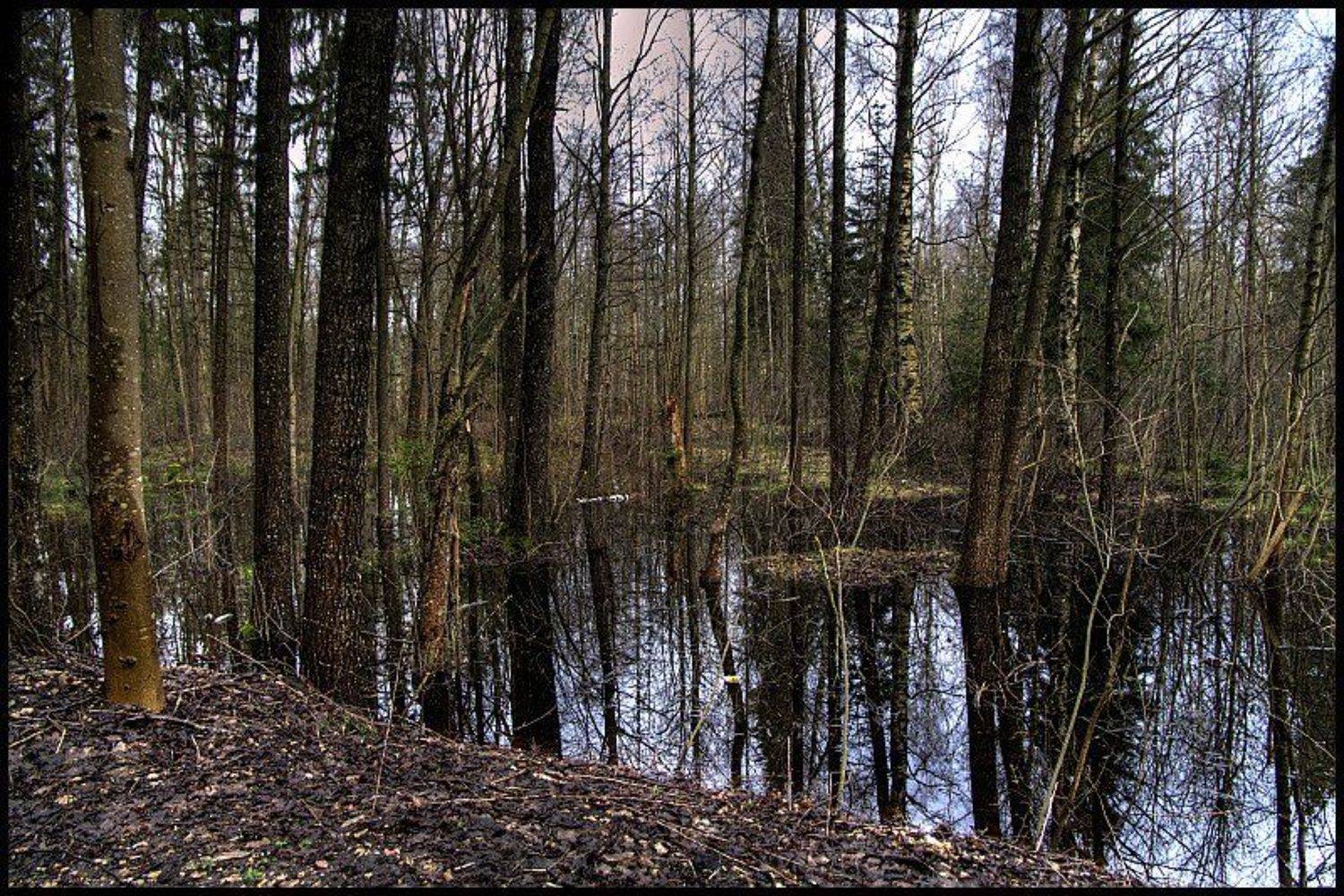 кемери, Cairns (Павел Васильев)