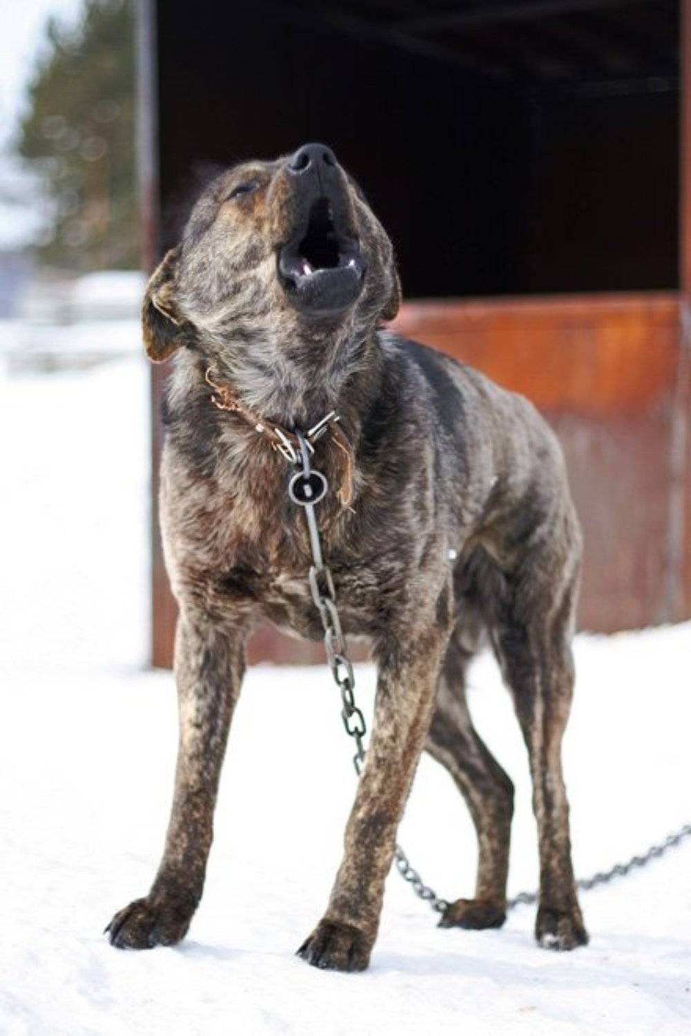 холодная, весна, собака, пес, цепь, Altar