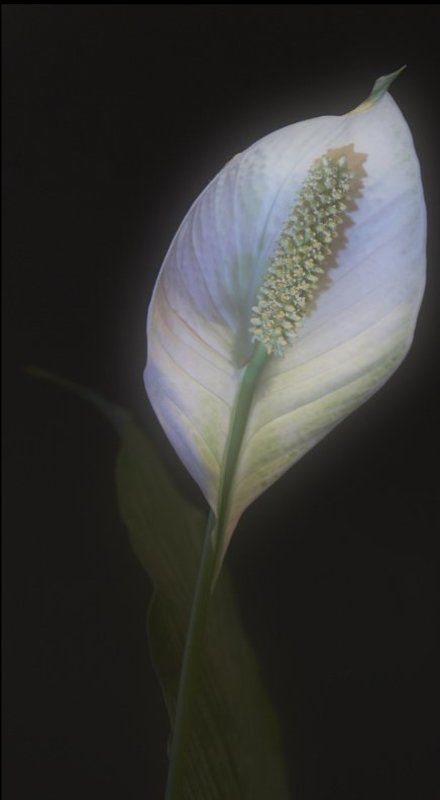 Ловец снов. фото превью