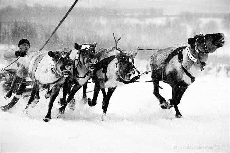 мурманск,праздник_севера, Александр Рогачёв