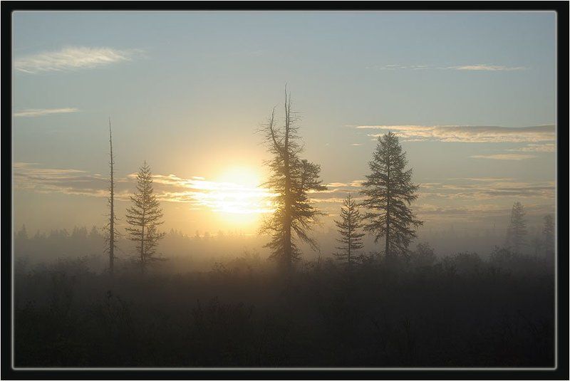 утро,тайга Утро фото превью