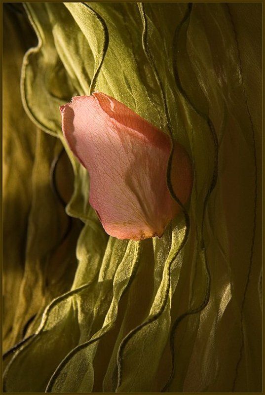 лепесток, роза, зелень, весна, солнышко весна фото превью