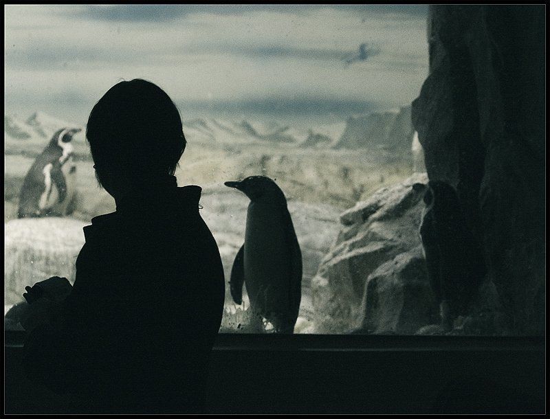 пингвин, зоопарк, девушка, смотреть одна такая встреча) фото превью
