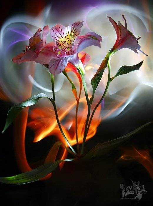 светографика, комп.искусство, предметы, сюжет, свет, цветы, HoryMa (ХориМа)