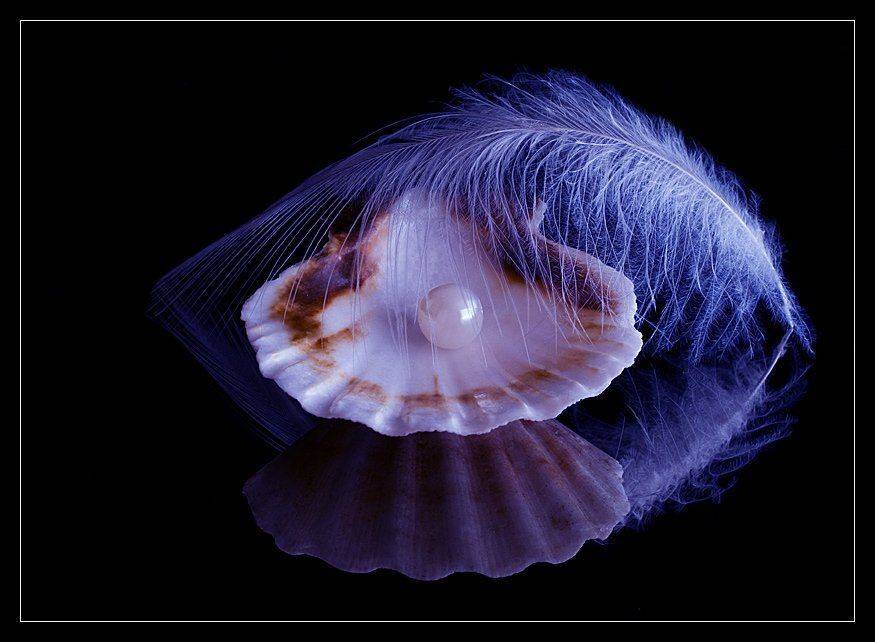 ракушка, жемчужина, перо, отражение, натюрморт, Ирина