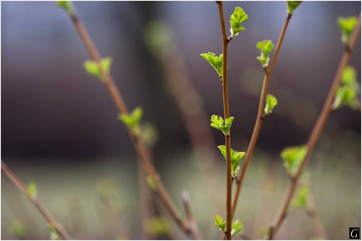 весна, листочки, ветки, Gorshkov Igor_Feanorus