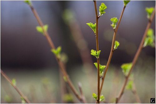 ... и снова весна...