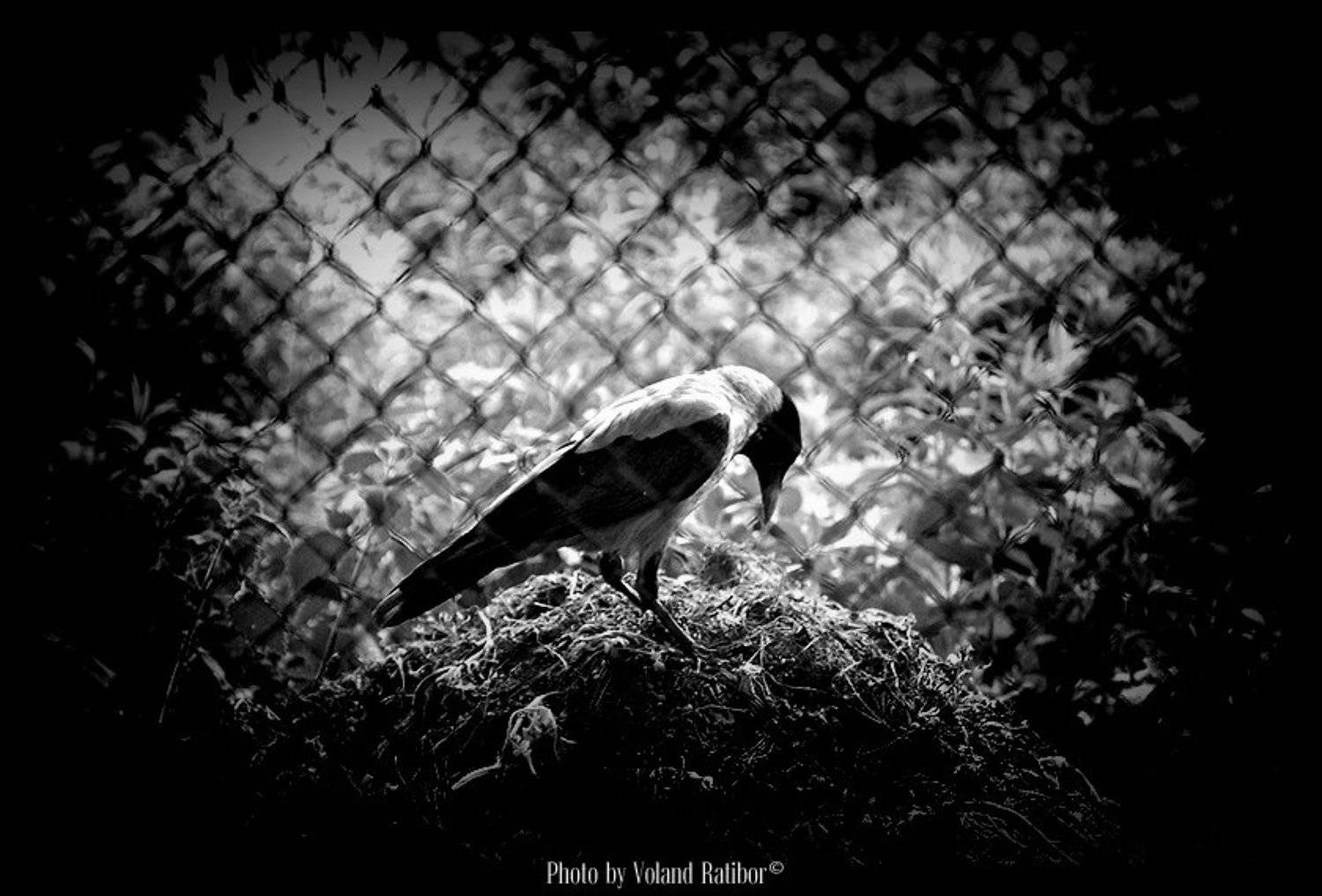 raven, Воланд Ратибор