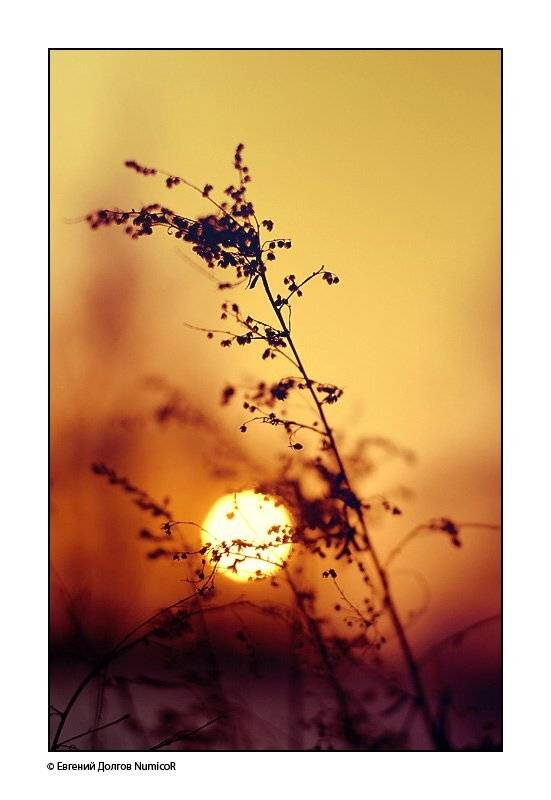 зима, закат, солнце, куст, трава, Евгений Долгов NumicoR