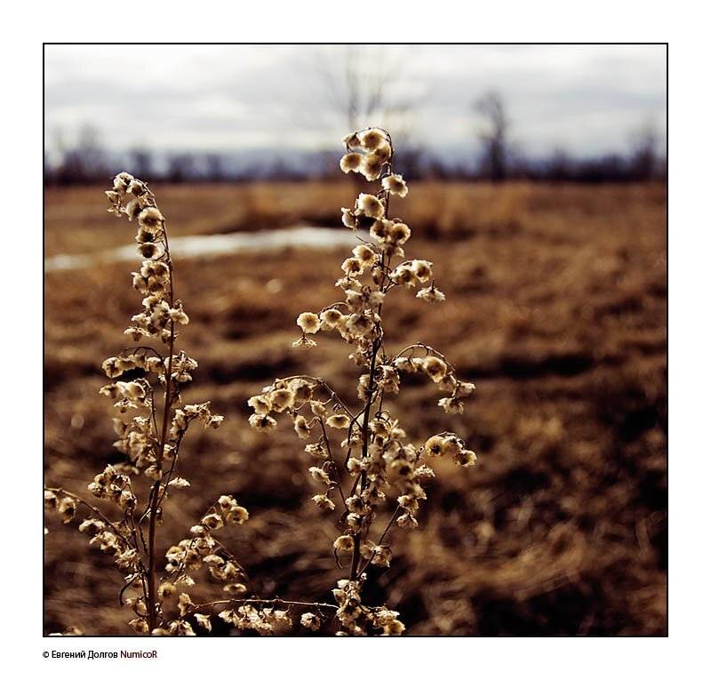 весна, пасмурно, куст, трава, поле, цветы, небо, Евгений Долгов NumicoR