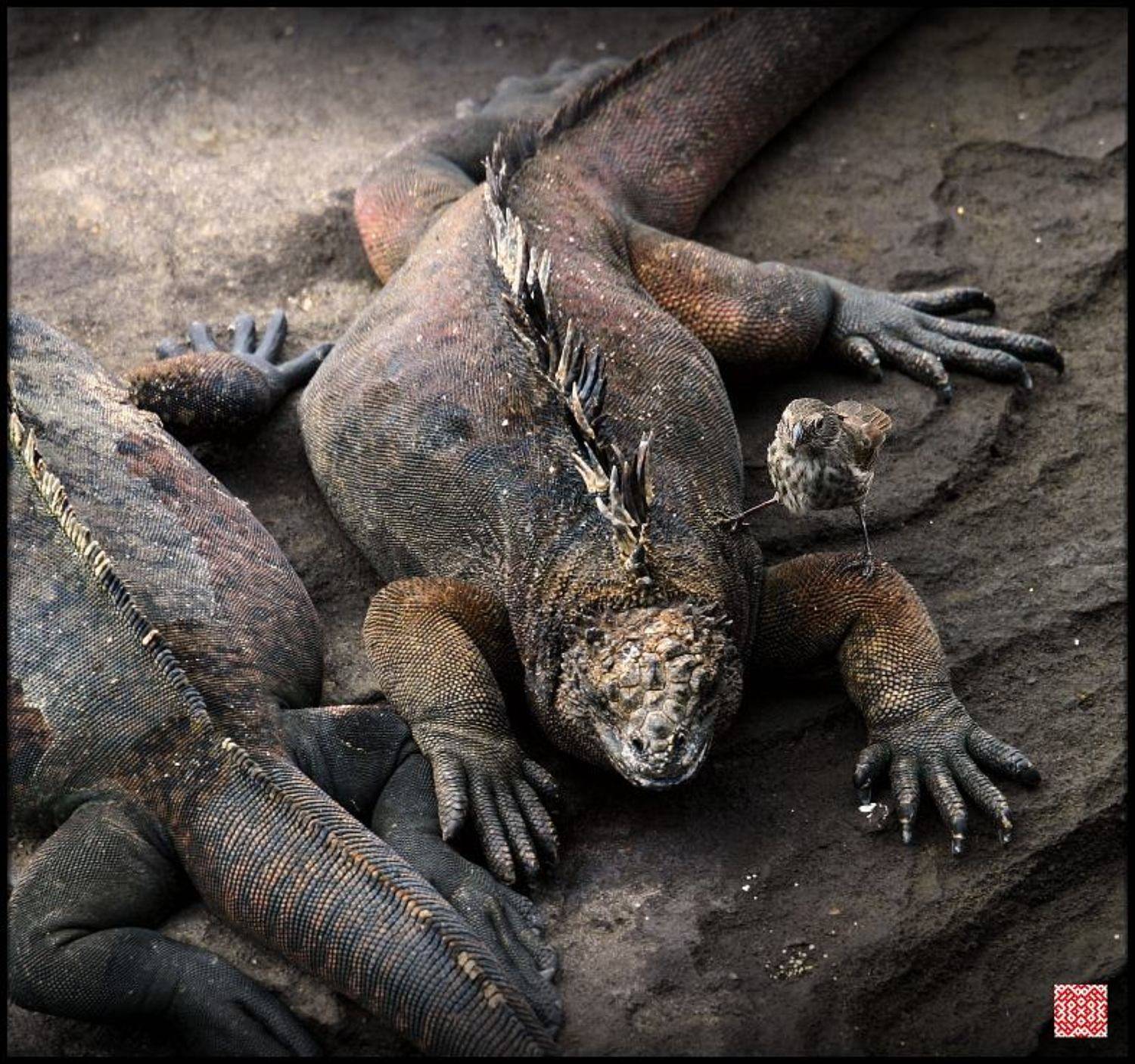 , Cairns (Павел Васильев)